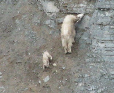 Not goats lick her feet Something goats lick her feet think